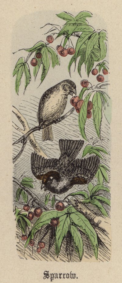 Sparrow (farget gravering) av Friedrich Specht