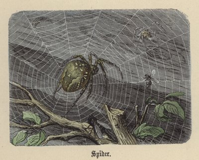 Edderkopp (farget gravering) av Friedrich Specht