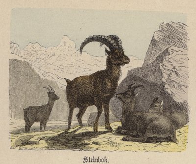Steinbok (farget gravering) av Friedrich Specht