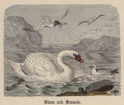 Swan and Seamew (farget gravering) av Friedrich Specht