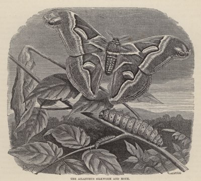 Ailanthus silkeorm og møll (gravering) av Friedrich Specht