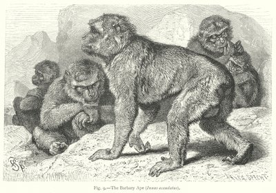 Barbary-apen (gravering) av Friedrich Specht
