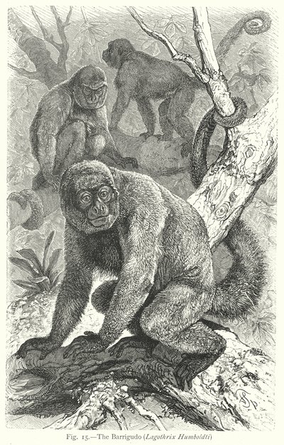Barrigudo (Lagothrix Humboldti) (gravering) av Friedrich Specht