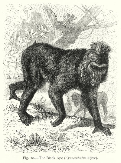 Den svarte apen (Cynocephalus Niger) (gravering) av Friedrich Specht