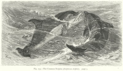 Den vanlige delfinen (Delphinus Delphis) (gravering) av Friedrich Specht