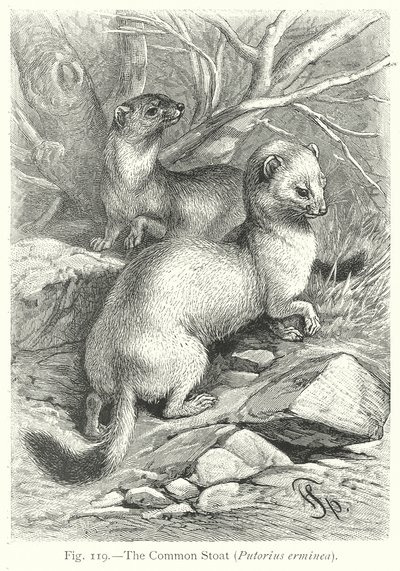Røyskatt (Putorius Erminea) (gravering) av Friedrich Specht