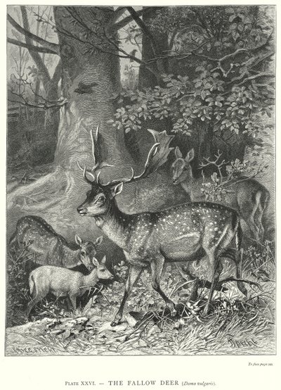 Dåhjorten (Dama Vulgaris) (gravering) av Friedrich Specht