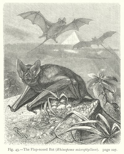Flapneseflaggermusen (Rhinopoma Microphyllum) (gravering) av Friedrich Specht