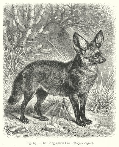 Langøret rev (Otocyon Caffer) (gravering) av Friedrich Specht