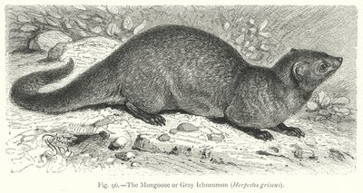 Mongoose eller grå Ichneumon (Herpestes Griseus) (gravering) av Friedrich Specht