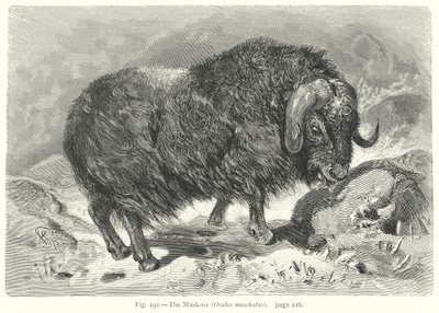 Moskusoksen (Ovibos Moschatus) (gravering) av Friedrich Specht