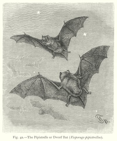 Pipistrellen eller dvergflaggermusen (Vesperugo Pipistrellus) (gravering) av Friedrich Specht