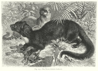 The Tayra (Galictis Barbara) (gravering) av Friedrich Specht