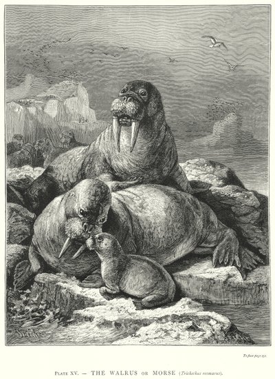 Hvalrossen eller Morse (Trichechus Rosmarus) (gravering) av Friedrich Specht