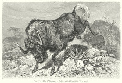 Gnu eller hvithalegnu (Catoblepas Gnu) (gravering) av Friedrich Specht