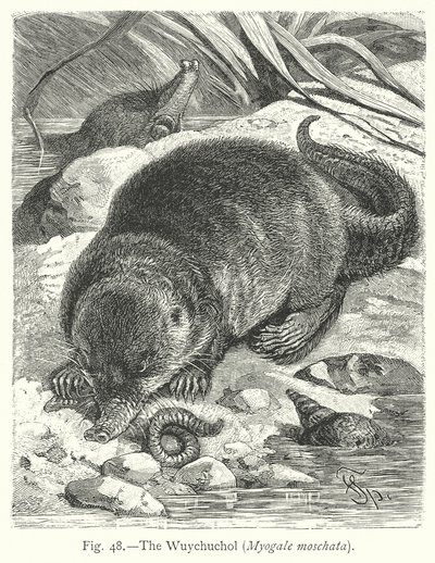 Wuychuchol (Myogale Moschata) (gravering) av Friedrich Specht
