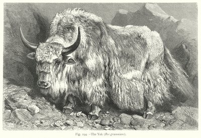 Yak (Bos Grunniens) (gravering) av Friedrich Specht
