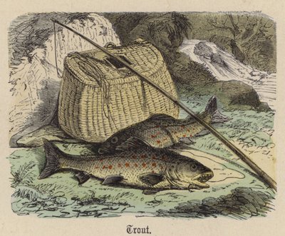 Ørret (farget gravering) av Friedrich Specht