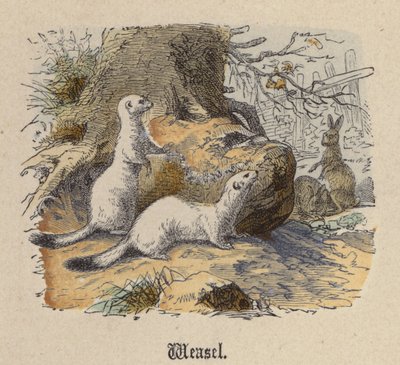 Weasel (farget gravering) av Friedrich Specht