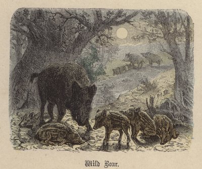 Villsvin (farget gravering) av Friedrich Specht