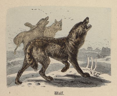Ulv (farget gravering) av Friedrich Specht