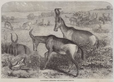 Hartebeest antilope av Friedrich Wilhelm Keyl
