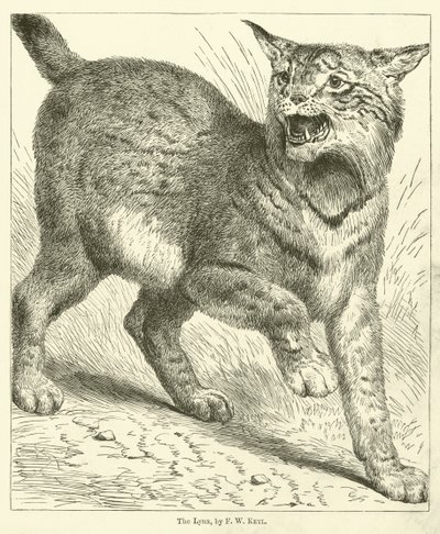 Lynxen (gravering) av Friedrich Wilhelm Keyl