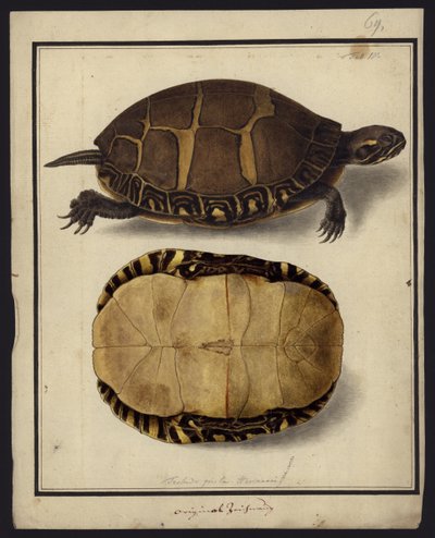 Chrysemys picta, før 1792 av Friedrich Wilhelm Wunder