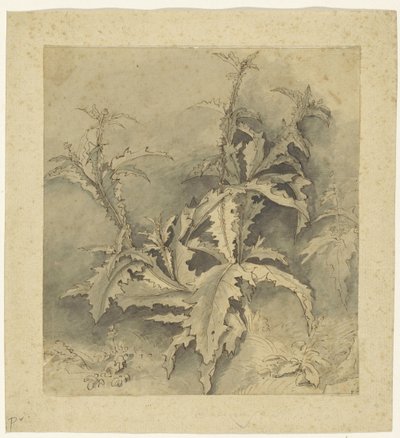 Studie av en tistelplante og mindre avling av G. Hamilton (possibly)