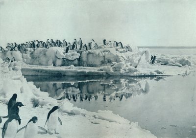 Pingviner på isfot, c1911, 1913 av G. Murray Levick