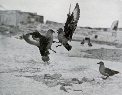 Skua-måker kjemper om noe spekk, 1911, 1913 av G. Murray Levick