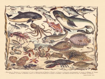Side 16: Maneter, nise, sild, tunfisk, makrell, hai, multe, blekksprut, sardiner, hummer, blekksprut, torsk, piggvar, skjegg, krabbe, eremitt Bernard, østers, kamskjell, asteria, fliser, rokke, tunge, hummer, blåskjell av Gabriel Gostiaux