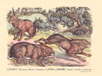 Side 12: Harer: bok, haser, lepper Garenne-kaniner: kaniner, kaniner, kaniner av Gabriel Gostiaux