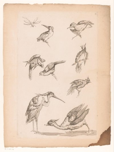 Åtte kinesiske fugler, inkludert isfugler, en hegre, en and og en øyenstikker Ulike kinesiske fugler (serietittel) Livre des differentes éspeces d