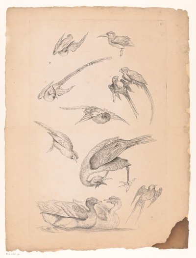 Elleve kinesiske fugler, inkludert ender og papegøyer Flere kinesiske fugler (serietittel) Livre des differentes éspeces d'oiseaux de la Chine (serietittel) av Gabriel Huquier (attributed to)