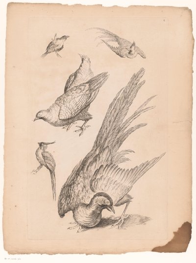Zes kinesiske fugler Verschillende Chinese vogels (serietittel) Bok med forskjellige fuglearter i Kina (serietittel) av Gabriel Huquier (attributed to)
