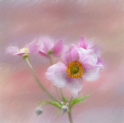 Delikate rosa blomster av Gaille Gray