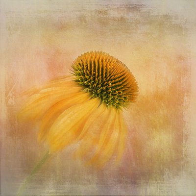 Golden Coneflower Dream av Gaille Gray