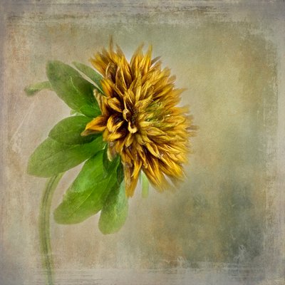 Myk, gylden blomst av Gaille Gray