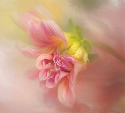 Soft Pink Dahlia av Gaille Gray