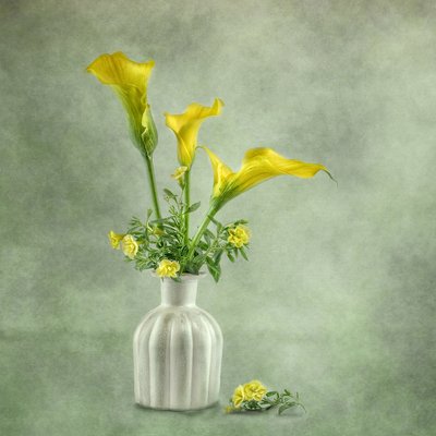 Myke, gule calla-liljer av Gaille Gray