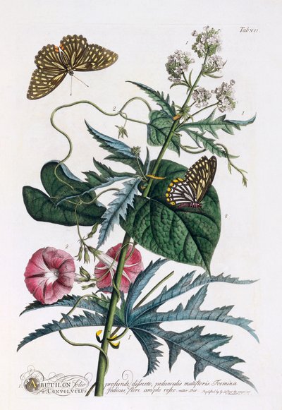 1. Abutilon, 2. Convolvulus, ca. 1748 håndfarget gravering. av "Georg Dionysius Ehret