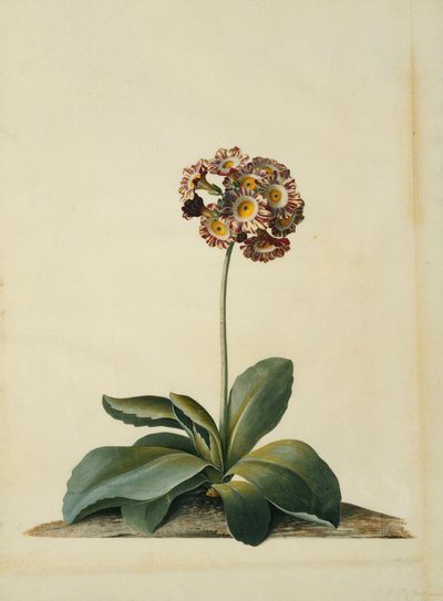 En rosa spraglete auricula, av Georg Dionysius Ehret