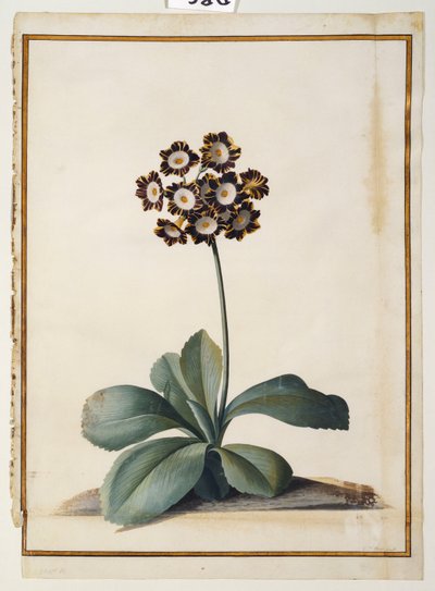 En lilla spraglete auricula av Georg Dionysius Ehret