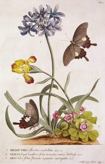 Agapanthus africanus, Iris variegata og en art av Oxalis, fra "Plantae and Papiliones Rariores", 1749 av Georg Dionysius Ehret