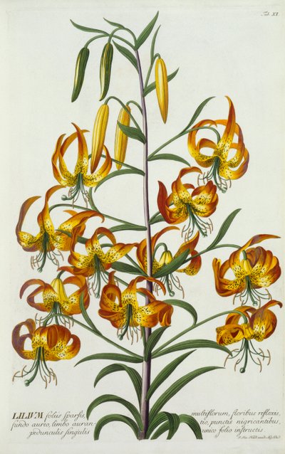 American Turkscap Lily, ca. 1740 håndfarget gravering. av "Georg Dionysius Ehret