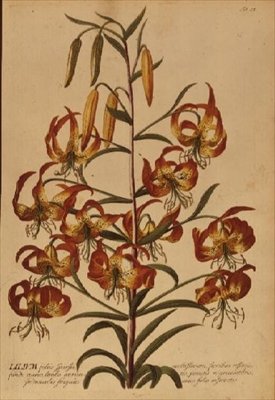 American Turkscap Lily fra "Plant Selected" av Georg Dionysius Ehret