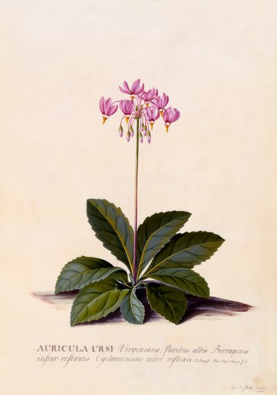 Auricula Ursi Shooting Star, ca. 1744 håndfarget gravering. av "Georg Dionysius Ehret