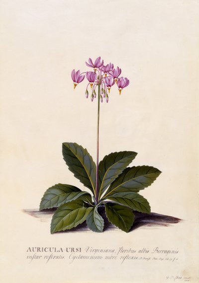 Auricula ursi, Shooting Star, ca. 1744 (håndfarget gravering) av Georg Dionysius Ehret