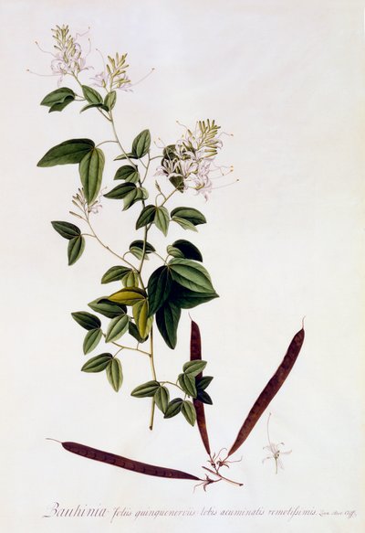 Bauhinia, ca. 1745 håndfarget gravering. av "Georg Dionysius Ehret
